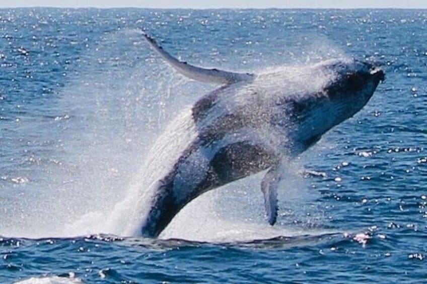Big Breach