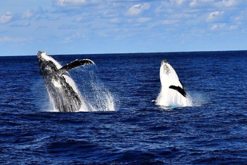 Double Breach
