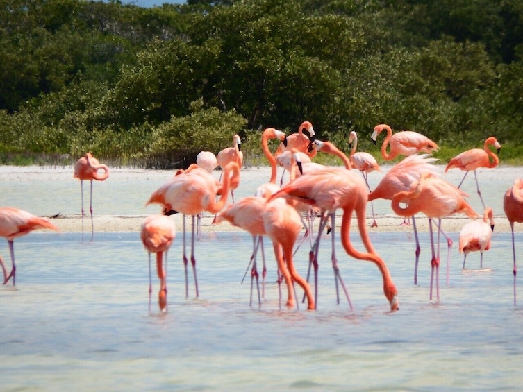 Tour las Coloradas from Cancún and Riviera Maya