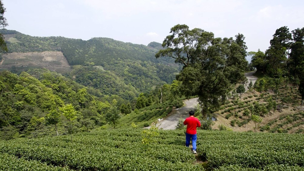 正在顯示第 5 張相片,共 9 張。 Person at the Pinglin Tea Plantation in Taipei