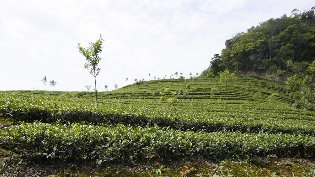 正在顯示第 4 張相片,共 9 張。 Day view of the Pinglin Tea Plantation in Taipei