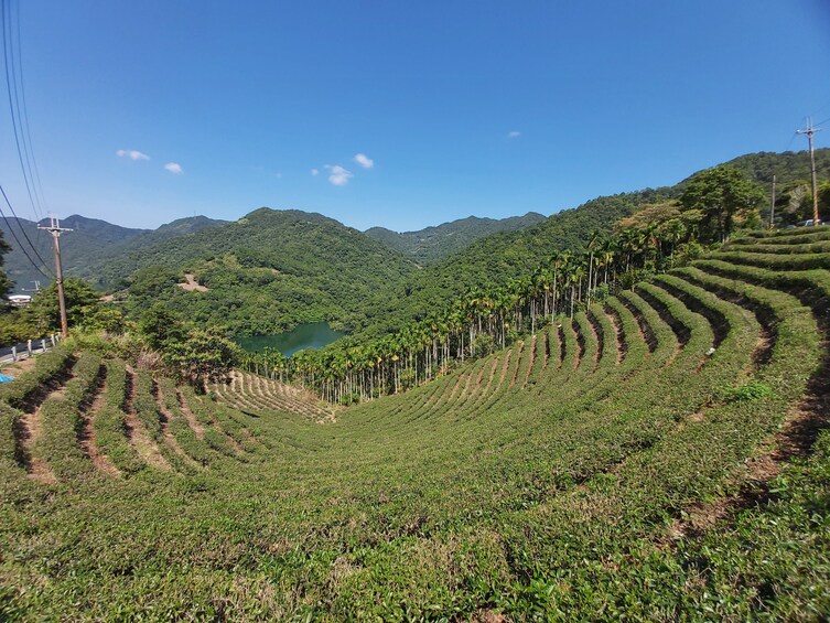 Thousand Island Lake & Pinglin Tea Plantation Afternoon Tour from Taipei