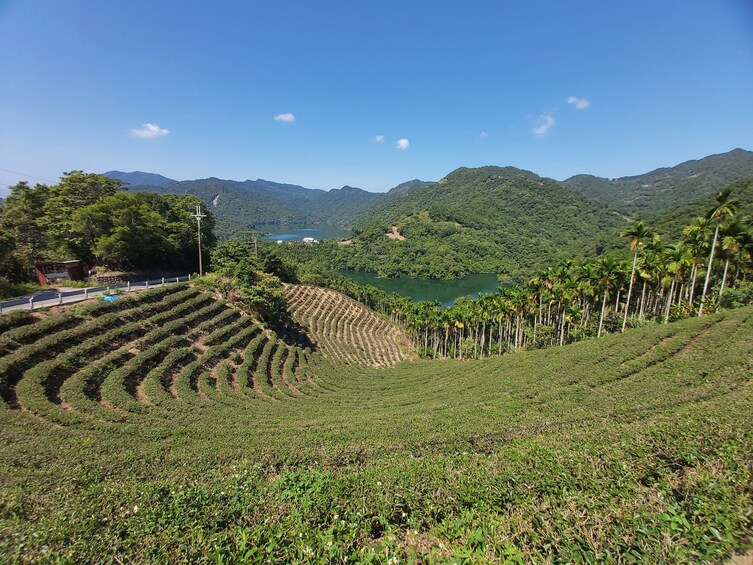 Thousand Island Lake & Pinglin Tea Plantation Afternoon Tour from Taipei