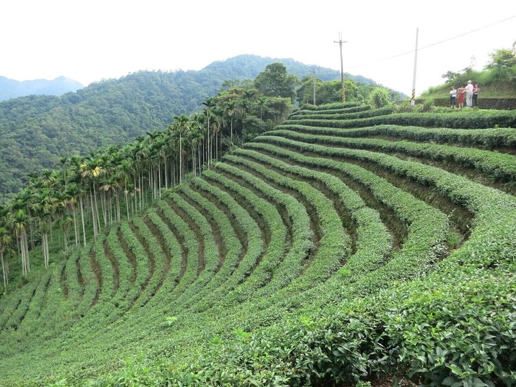 Thousand Island Lake and Pinglin Tea Plantation from Taipei