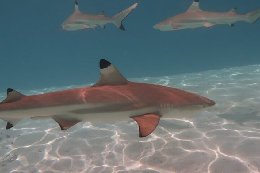 Half-Day Private Boat Tour in Moorea