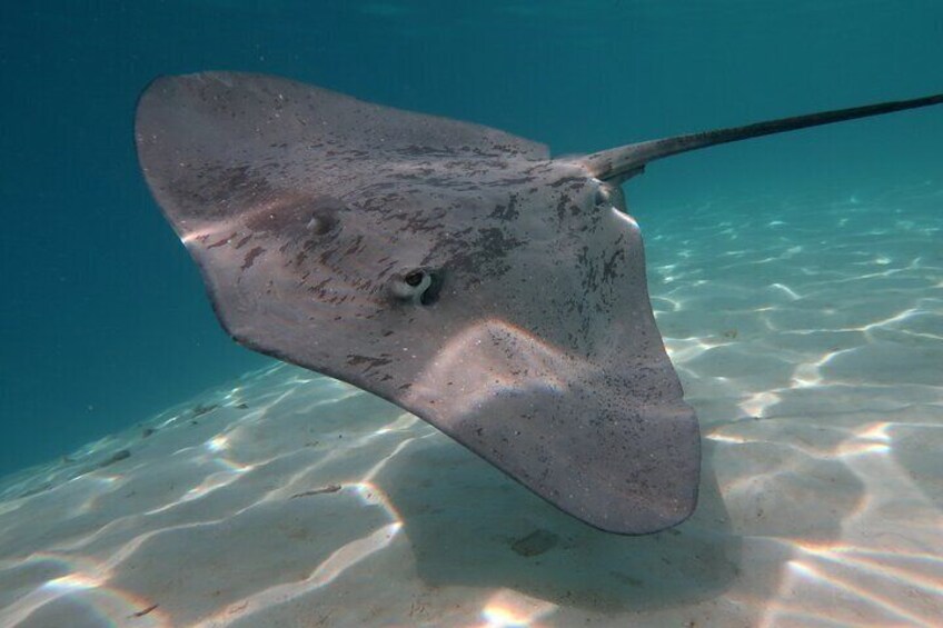 Half-Day Private Boat Tour in Moorea