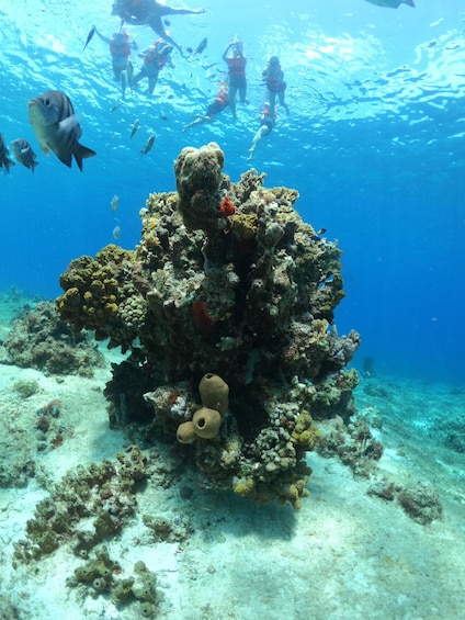 Cozumel Clear Boat & Snorkel Tour with drinks