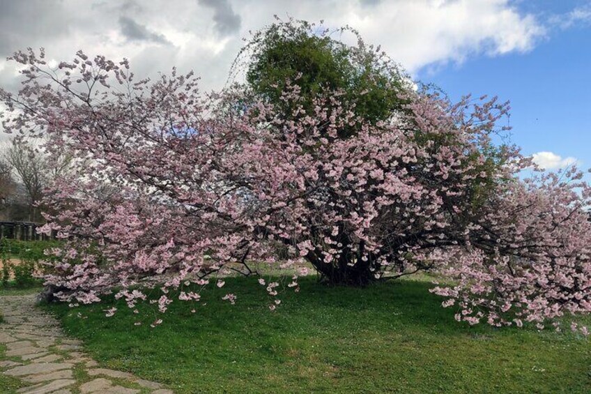 Spring