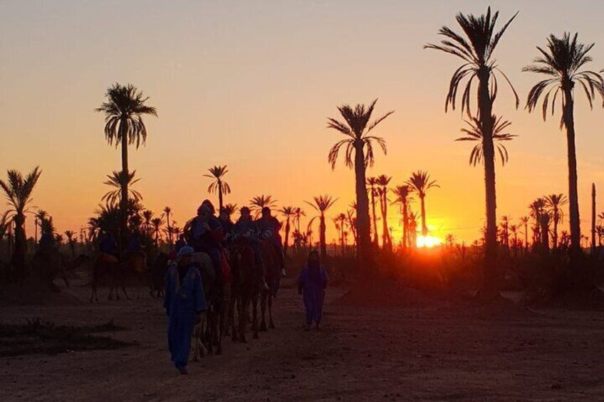 Sunset camel ride in Marrakech palmeraie 