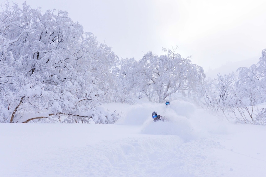 Backcountry Skiing or Snowboarding at Mt. Hakkoda, Aomori