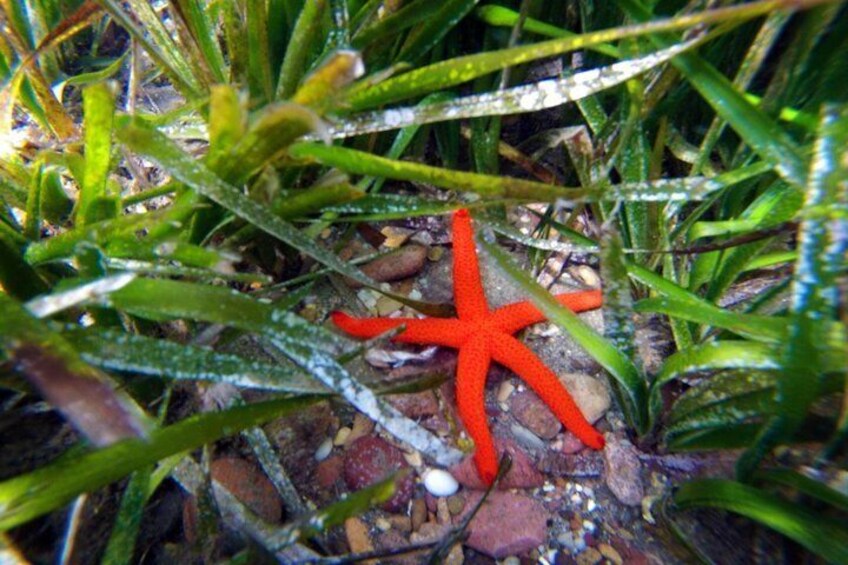 Biodiversity: star