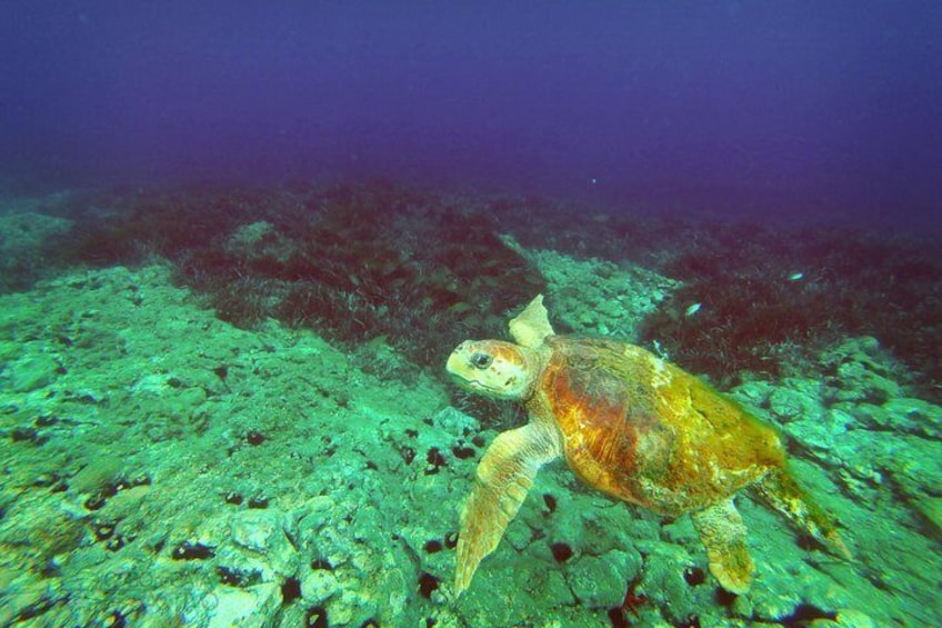 Biodiversity: sea turtle