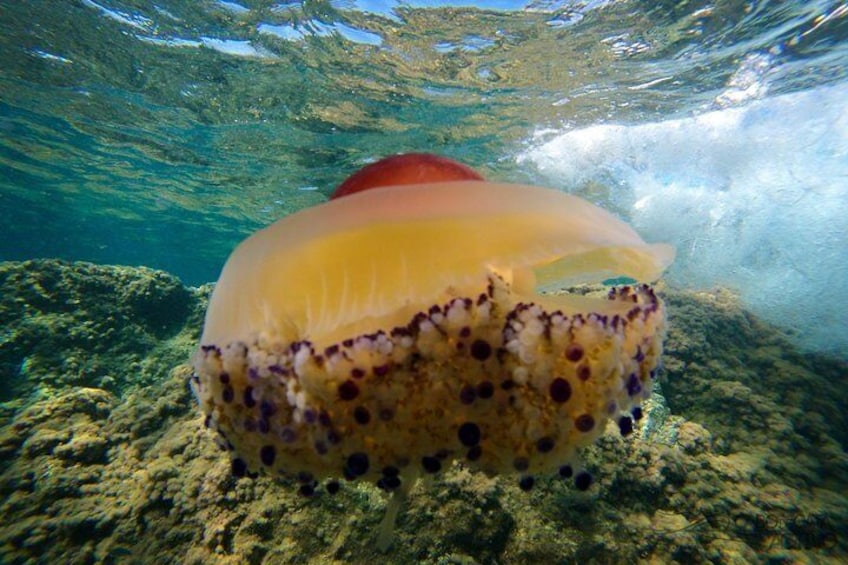 Biodiversity: jellyfish