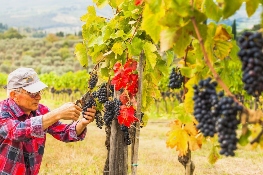 Dinner in Chianti Vineyards with Wine Tasting