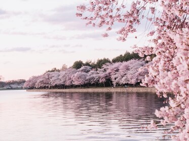 BEST Washington D.C. Cherry Blossom Day Trip from New York City