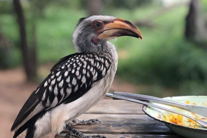 You too could have a hornbill as a guest for lunch.They are plentiful.