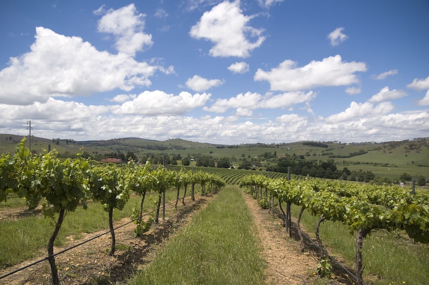 Show item 5 of 10. Hunter Valley Wine Tour with Cheese, Choc & Liquer Tastings