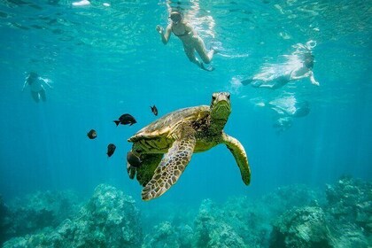 Descubra la magia de la ciudad de las tortugas en Coral Garden: el puerto d...