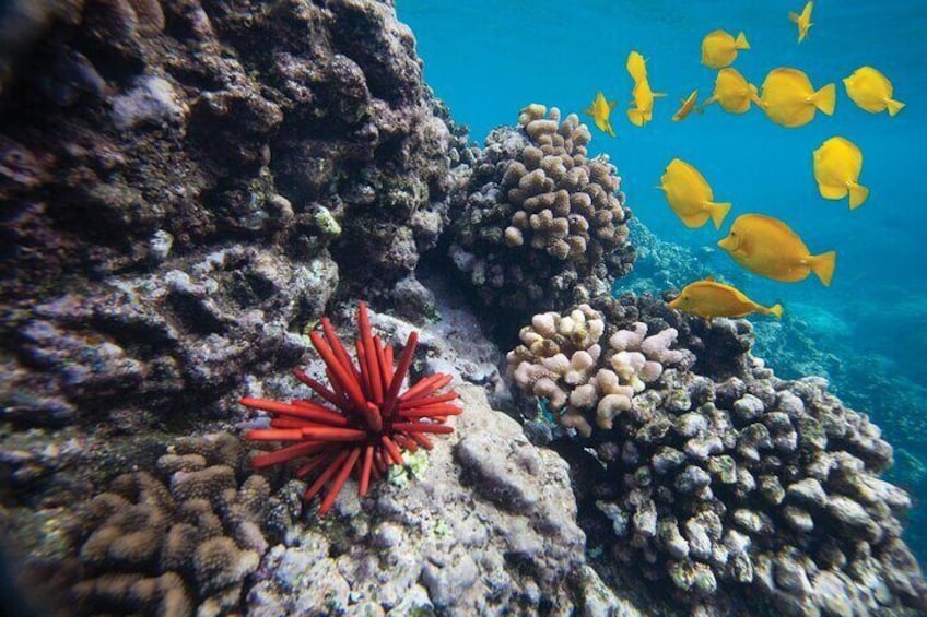Molokini Crater Snorkeling 2 hours Tour