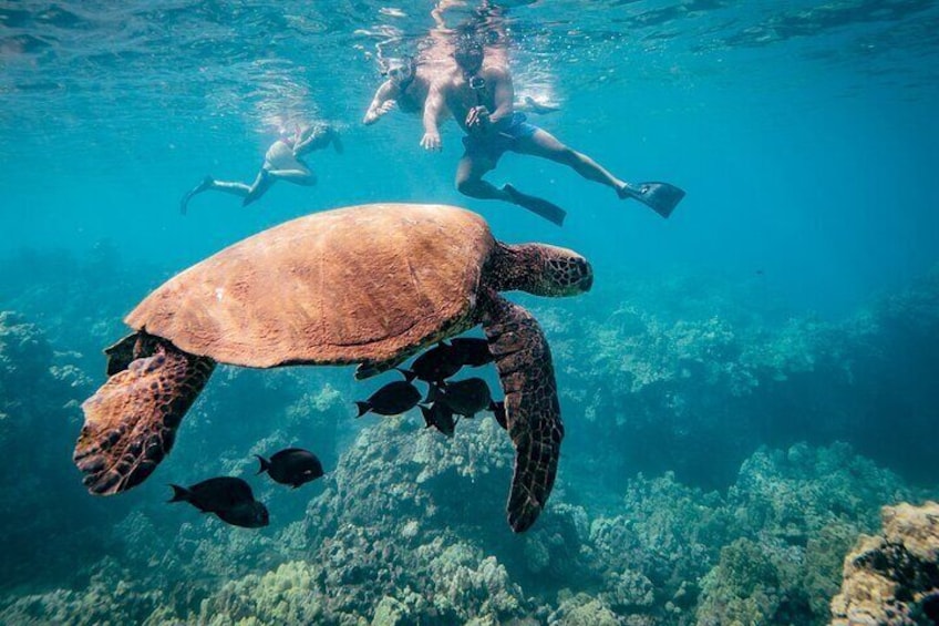 Half-Day Snorkel trip on a Charming Hawaiin Catamaran 8AM-1PM