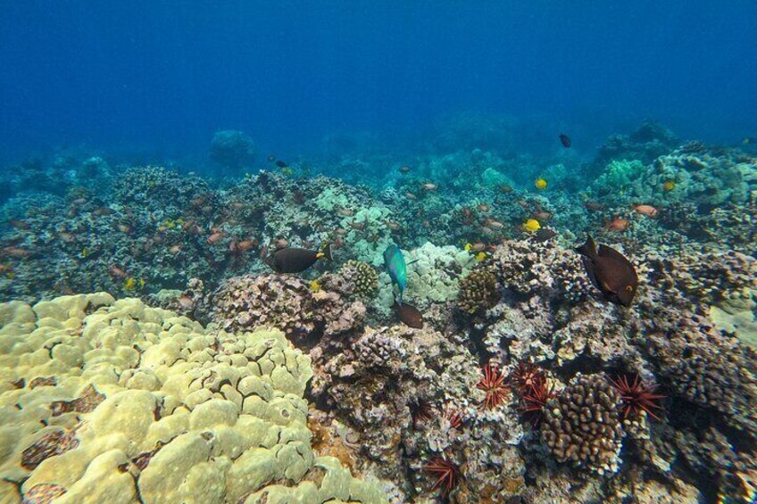 Molokini Crater Snorkeling 2 hours Tour