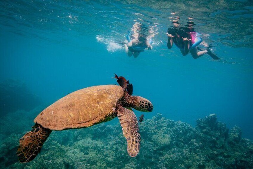 Half-Day Snorkel trip on a Charming Hawaiin Catamaran 8AM-1PM