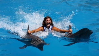 Dolphin Royal Swim
