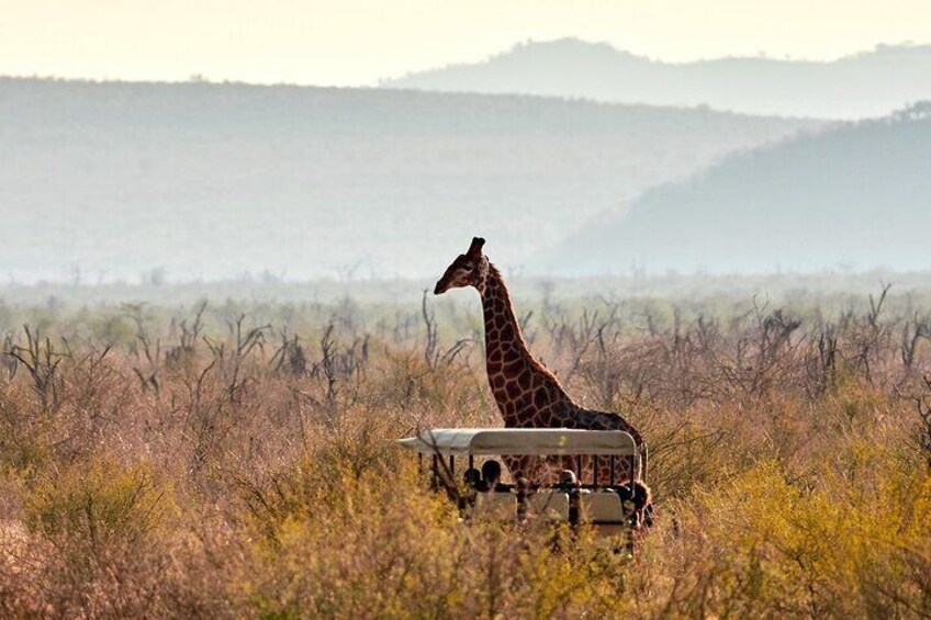 1 Night Madikwe Game Reserve