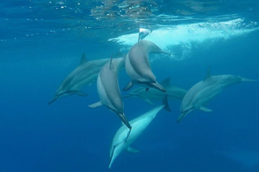 Spinner Dolphins