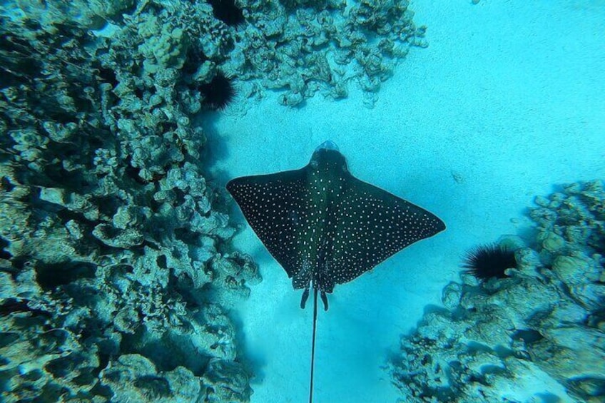 Spotted Eagle Ray