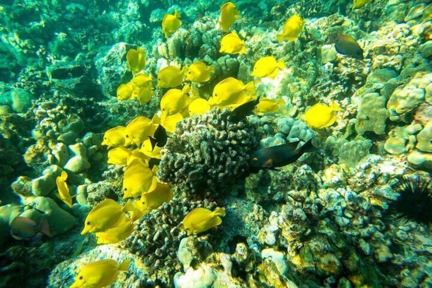 Sunshine yellow fish swim through coral formations in Kealakekua Bay, Hawaii.