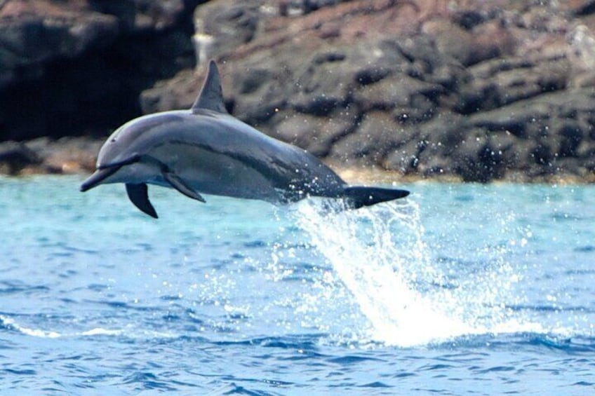 Spinner Dolphin