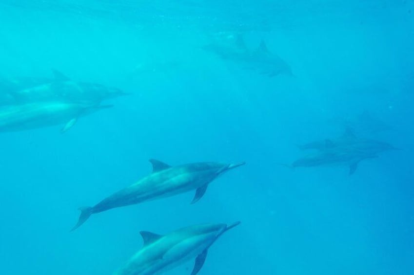 Dolphins glide through the pristine waters of Kealakekua Bay, off Captain Cook, Hawaii.