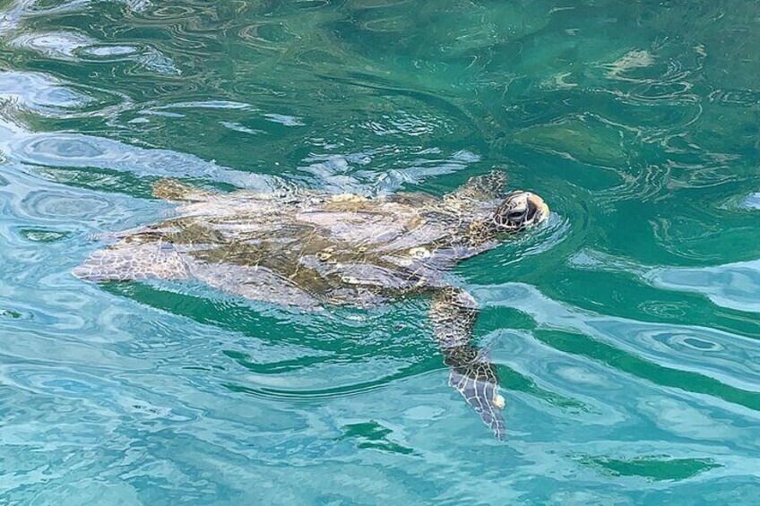 Green Sea Turtle