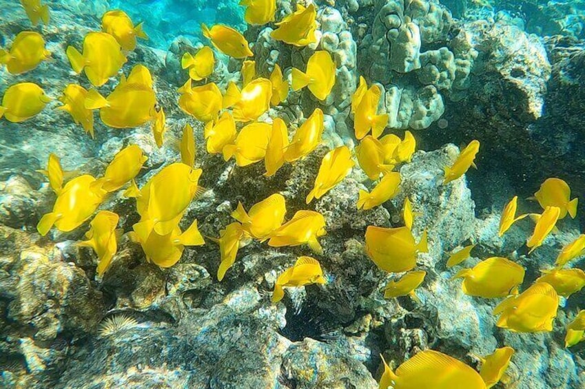 Yellow Tank