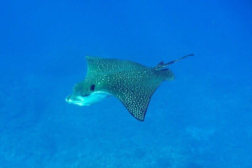 Eagle Ray