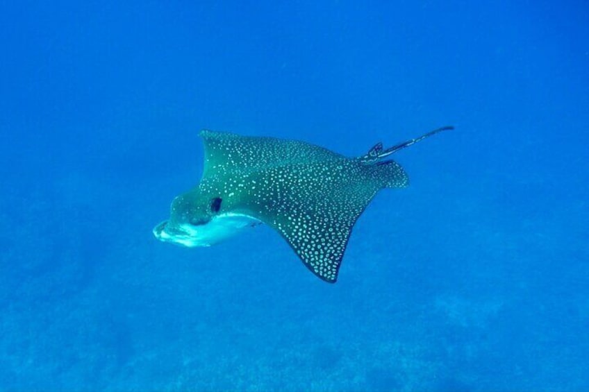 Eagle Ray