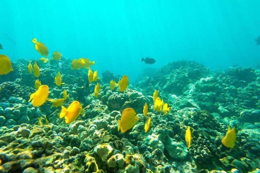 Several species of tropical fish call Kealakekua Bay, Hawaii home.