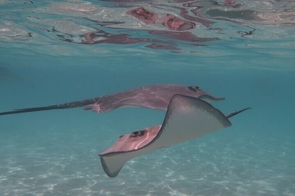 Private lagoon tour (rays, sharks, turtles) by boat in Moorea