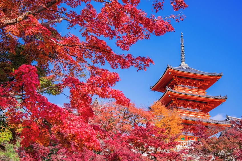 Make-Your-Own-Ramen Experience / Fuji + Hakone 1 Day Bus Tour