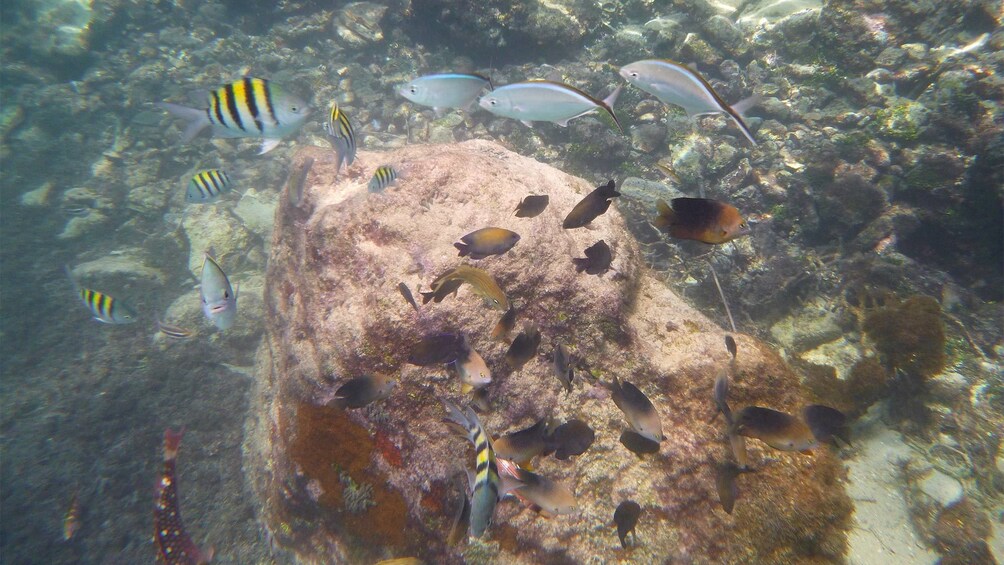 Under water view of the coral reef and fish in Ochos Rios