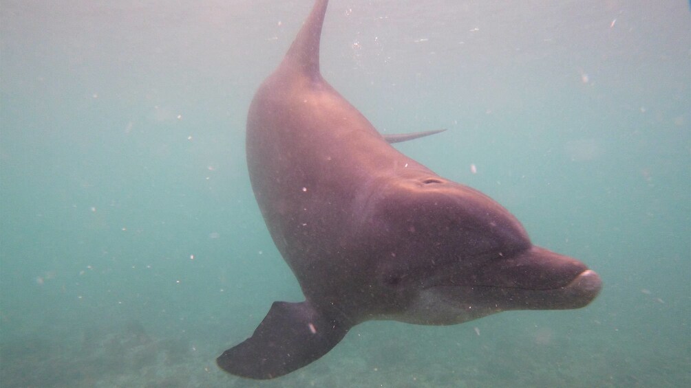 Dolphin during Dolphin trek adventure in Ochos Rios