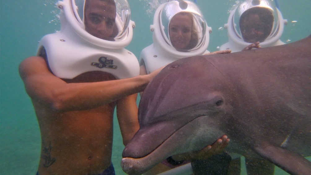 Group petting a dolphin underwater on the Dokphin trek adventure in Ochos Rios