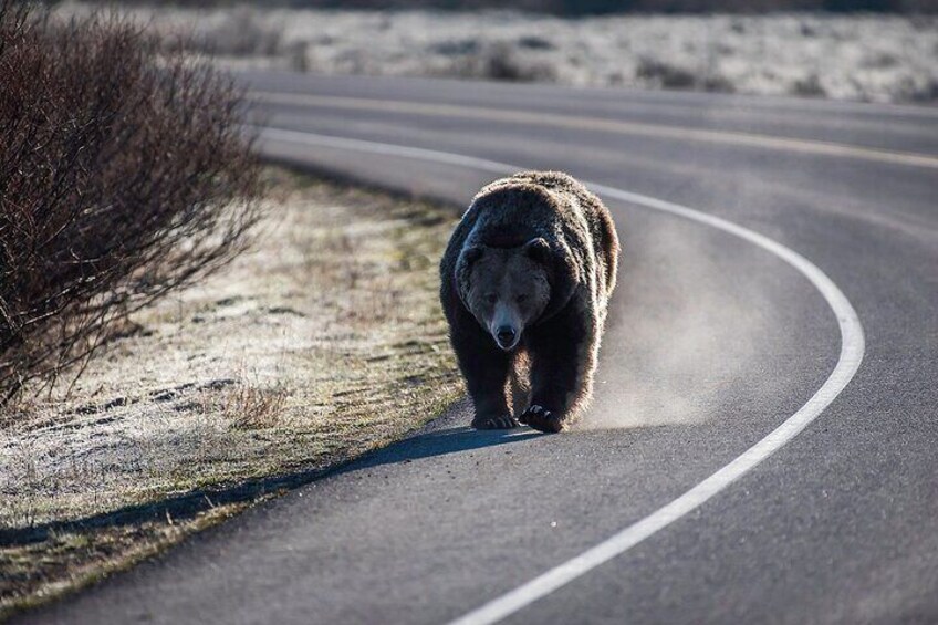 Private Full-Day Yellowstone National Park Tour