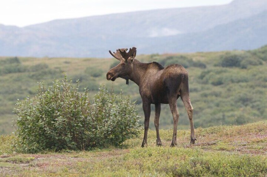 Moose Day Hike