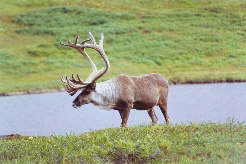 Caribou on day hike