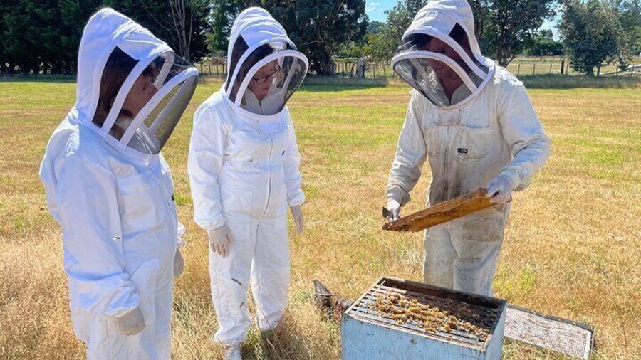 Inspecting a live beehive at Greytown Honey