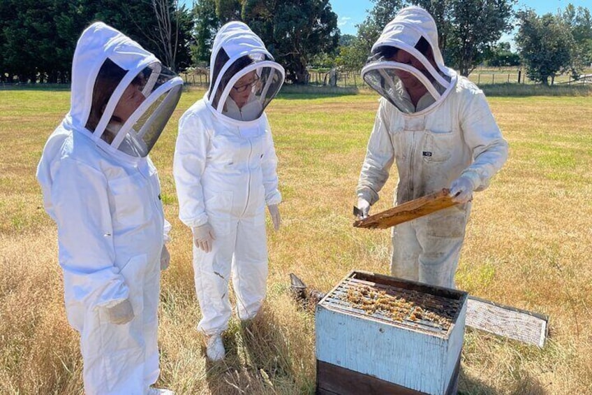 Inspecting a live beehive at Greytown Honey