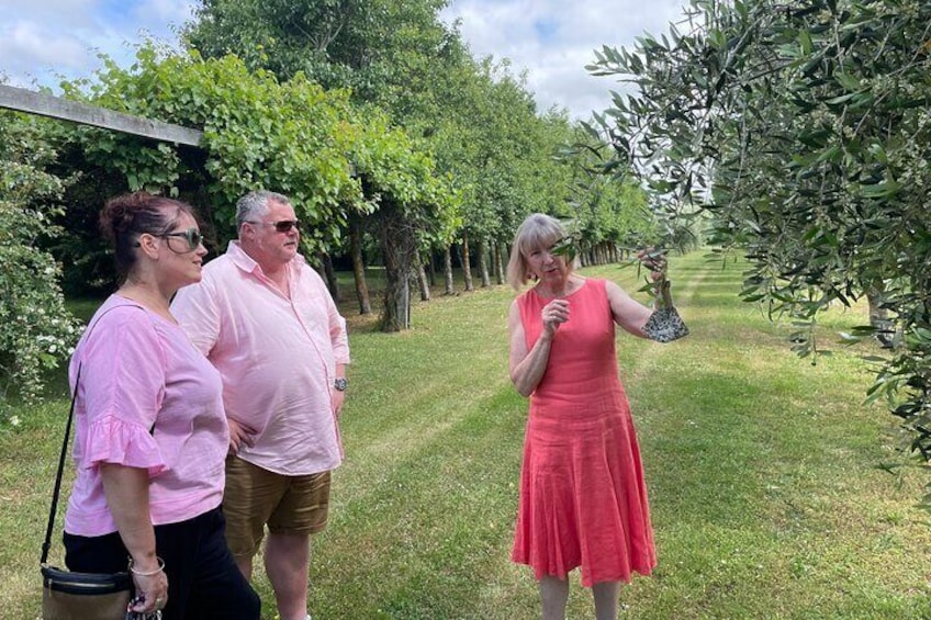 Olive Grove tour with Helen Meehan of Olivo, Martinborough