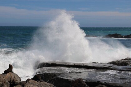 Scenic South Wairarapa Full Day Tour from Wellington